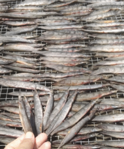 Cá chạch khô được phơi nắng trên giàn lưới