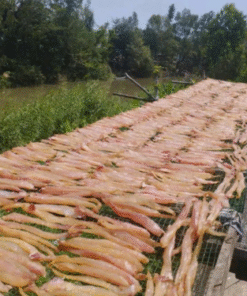 Giàn phơi cá lóc phi lê trải dài bên bờ sông