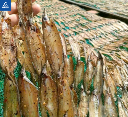 Hàng loạt cá chạch xẻ đồng được phơi trên lưới dưới trời nắng