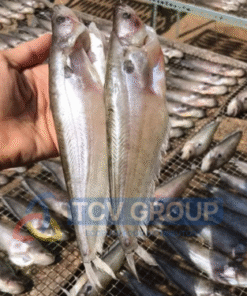 Cá trèn tươi được phơi khô trên giàn lưới ngoài trời