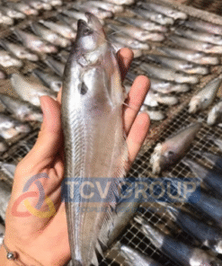 Cận cảnh cá trèn phơi khô tự nhiên