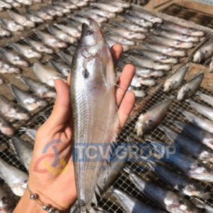 Cận cảnh cá trèn phơi khô ngoài trời