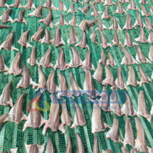 Cá lóc phơi đầy giàn lưới