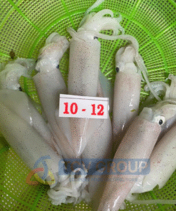 Mực ống câu tươi size 10-12