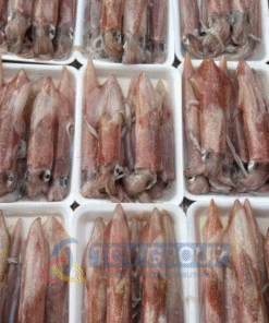 Mực ống câu đóng khay TCV Group