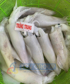 Mực trứng size trung đã rã đông