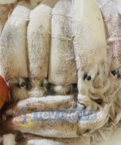 Mực trứng size trung tươi đóng gói