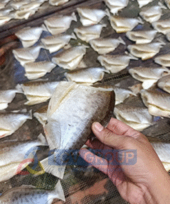 cá chim tươi được phơi khô một nắng