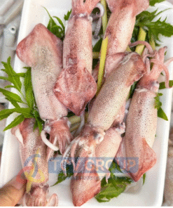 Mực trứng size trung tươi sống