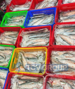 cá đông lạnh tươi sống phân phối sỉ TCV Group