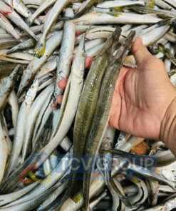 Khay khô cá lìm kìm 1 nắng trong rổ vận chuyển TCV Group